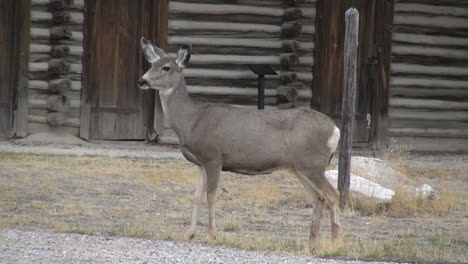 Wyoming-Fort-Casper-Und-Hirsch