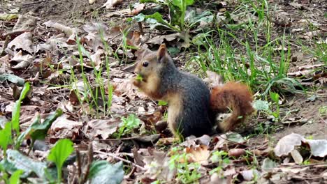 Eichhörnchen-Nahaufnahme-Wald-Hintergrund