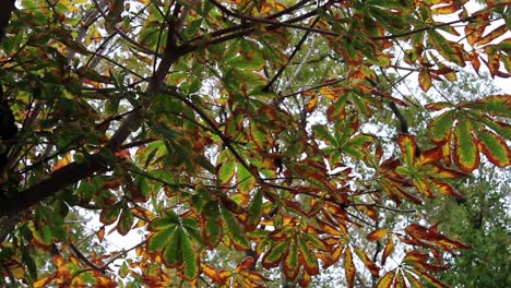 Herbstwald-Garten-Bäume-Blatt-2