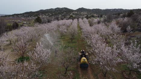 Agricultural-Spraying-Blooming-Tree-Aerial