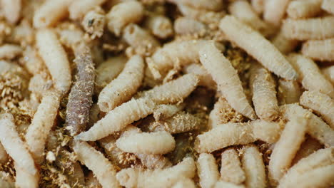 Background-of-a-multitude-of-white-maggots