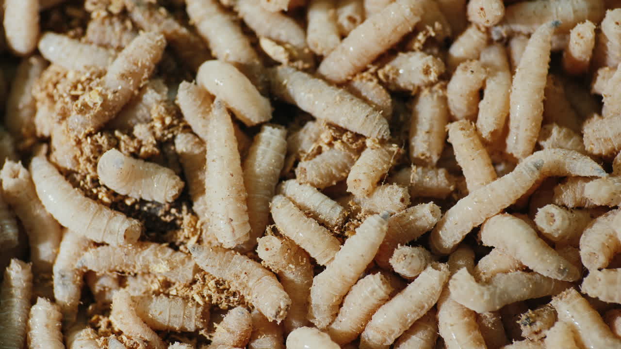 Close-up Of Live Maggots Free Stock Video Footage Download Clips Food
