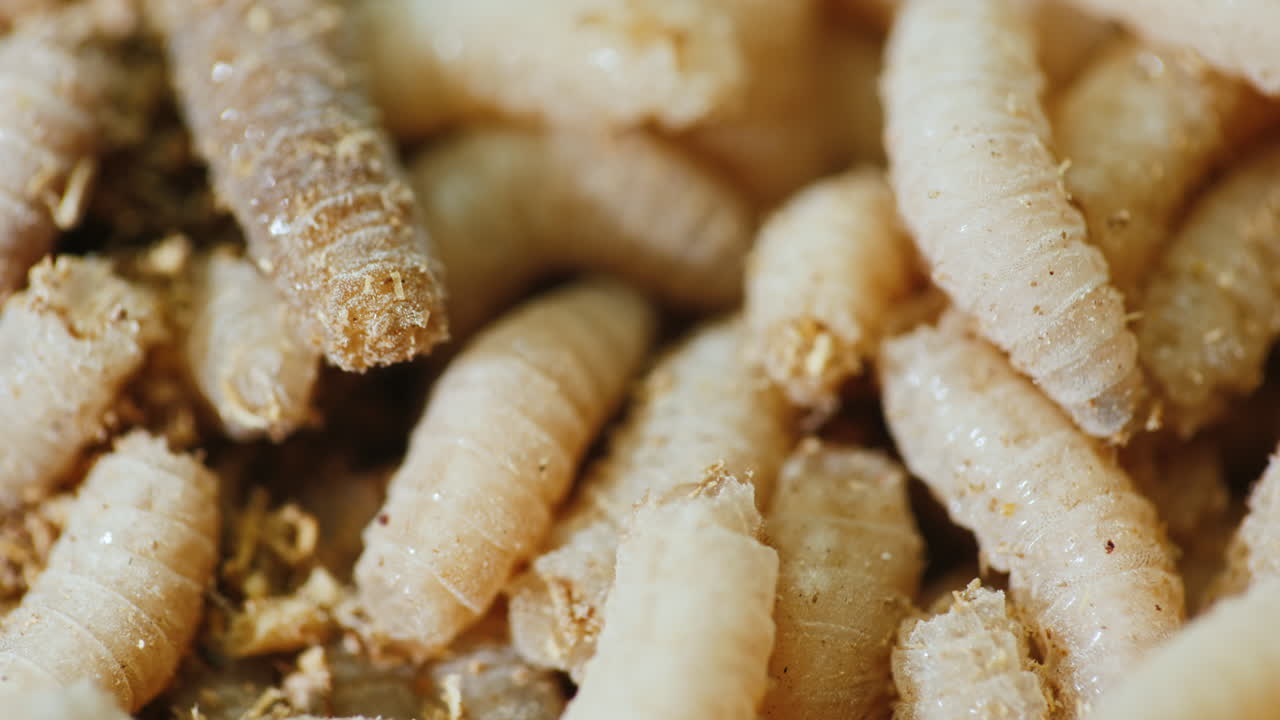Close-up Of Live Maggots 1 Free Stock Video Footage Download Clips Food