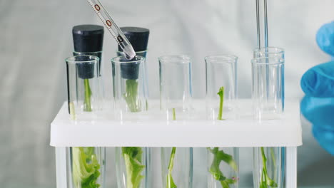 Macro-shot-of-test-tubes-with-plants-1