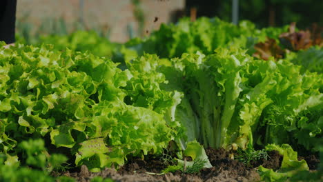Women's-Hands-Pluck-Green-Lettuce-Leaves-From-Beds