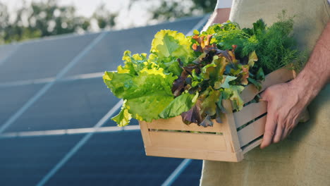 Farmer-Holds-A-Box-Of-Lettuce-And-Greenery-Against-The-Background-Of-Solar-Power-Plant-Panels