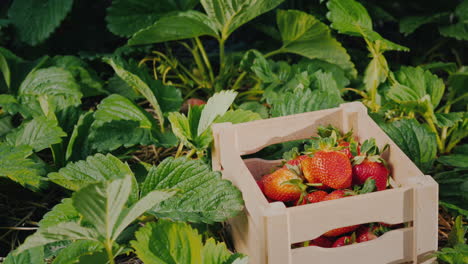 Bauernhand-Legt-Eine-Große-Erdbeerbeere-In-Eine-Kiste