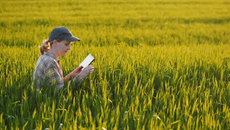 Farmer-Sits-In-A-Wheat-Field-Studying-Shoots-Using-A-Tablet