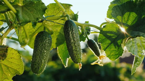 Cucumbers-ripen-in-the-sun