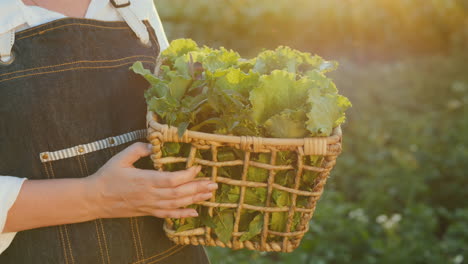 Female-farmer-holds-baskets-with-fresh-greens