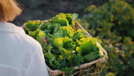 Farmer-carries-a-basket-of-herbs-and-salad-in-a-field-3