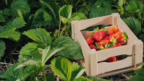 Appetitliche-Erdbeeren-In-Einer-Kiste-Stehen-Auf-Dem-Feld