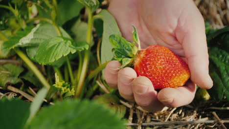 A-Huge-Strawberry-Berry-On-The-Farmer's-Palm