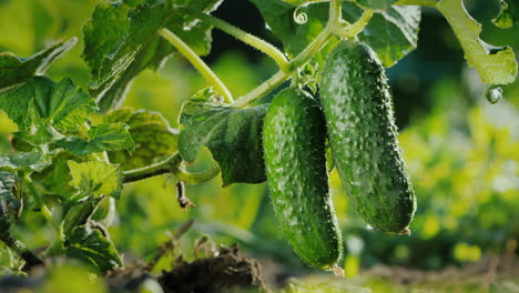 Two-Cucumbers-Ripen-On-A-Bed-In-The-Sun