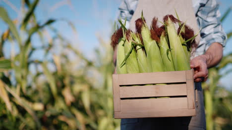 A-man-holds-a-box-of-corn-that-has-just-been-picked