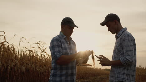 Farmers-work-near-field-of-corn