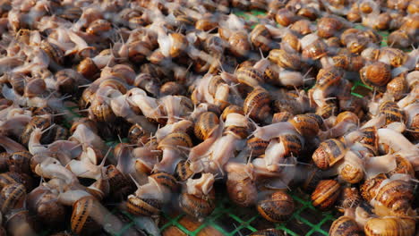 Live-snails-at-a-farm-1