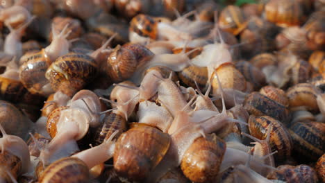 Container-with-snails-at-the-farm-where-they-are-grown-3