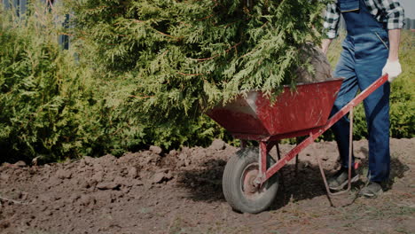 Worker-carries-saplings-in-a-wheelbarrow-4