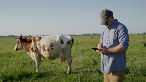 Landwirte-Verwenden-Ein-Tablet-Auf-Der-Weide,-Wo-Eine-Kuh-Grasen-3