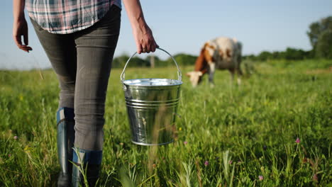 Woman-with-a-bucket-walks-towards-a-cow