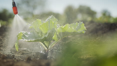 Spraying-cabbage-sprouts-with-pesticides