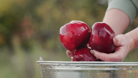 Frau-Wäscht-Saftige-Rote-Äpfel-über-Einem-Eimer-Wasser