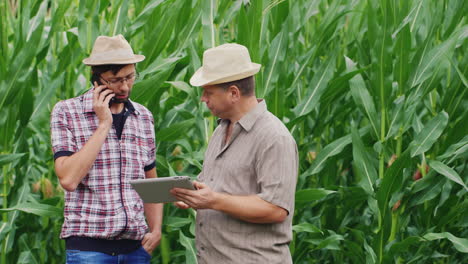 Farmers-work-in-a-field-of-green-corn-2