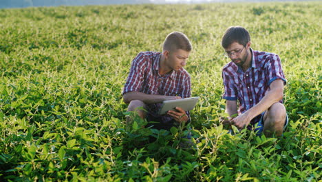 Two-young-farmers-work-in-the-field-and-study-the-shoots-of-plants-2