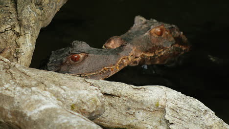 Two-Young-Cuviers-Dwarf-Caiman-Sitting-In-Water-1