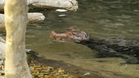 Dwarf-Caiman-Eating-A-Mouse-1