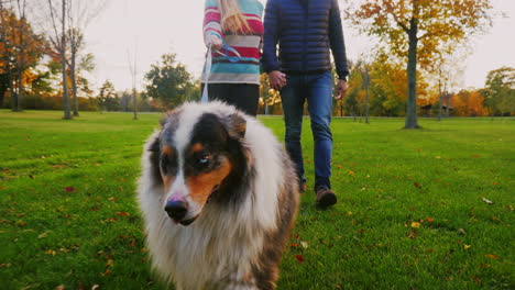 Young-Couple-Holding-Hands-Walking-With-A-Dog-In-The-Park