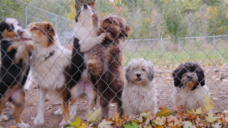 A-Lot-Of-Dogs-Behind-The-Net-Of-The-Aviary-Waiting-For-The-Owner-1