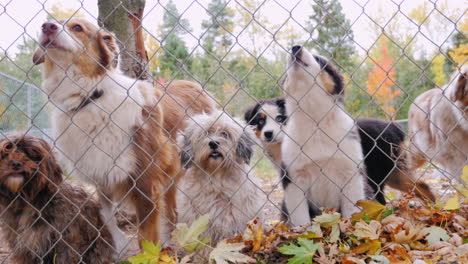 A-Lot-Of-Dogs-Behind-The-Net-Of-The-Aviary-Waiting-For-The-Owner-2