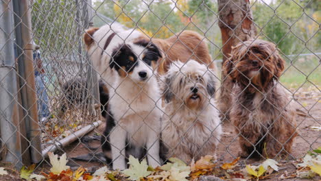 A-Lot-Of-Dogs-Behind-The-Net-Of-The-Aviary-Waiting-For-The-Owner-3