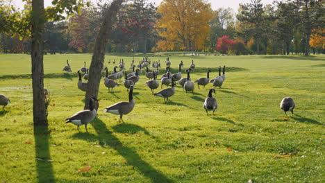 A-Flock-Of-Geese-Walk-In-A-Green-Meadow-At-Sunset-6