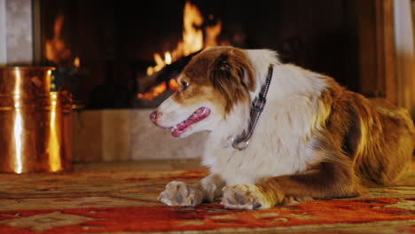 Dog-Lying-In-A-Cozy-House-Near-The-Fireplace-2