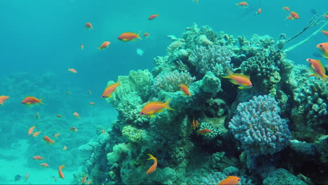 Ecosystem-Of-A-Coral-Reef-With-A-Lot-Of-Fish-Red-Sea-Anthias-6