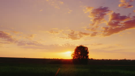 Schöne-Landschaft---Grüne-Wiese-Bei-Sonnenuntergang-Mit-Einem-Einsamen-Baum-Am-Horizont