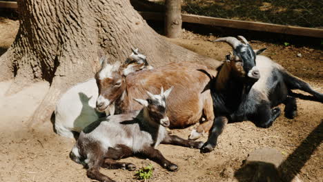 Several-Funny-Goats-Rest-In-The-Shade-Of-A-Tree
