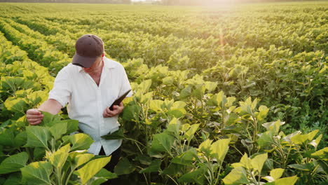 The-Gray-Haired-Farmer-Works-In-The-Field-In-The-Evening-Before-Sunset-And-Uses-A-Tablet-1