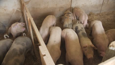 Pig-farm,-film-shot-of-a-herd-of-pigs,-pig-farms-in-a-pigsty,-farm-buildings,-German-village
