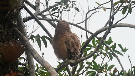 Buffy-Fish-Owl-Ketupa-ketupu,-a-fledgling-perched-on-a-branch-next-to-its-nest-as-it-preens-its-left-wing-and-then-extends-its-head-around-looking-far,-Khao-Yai-National-Park,-Thailand