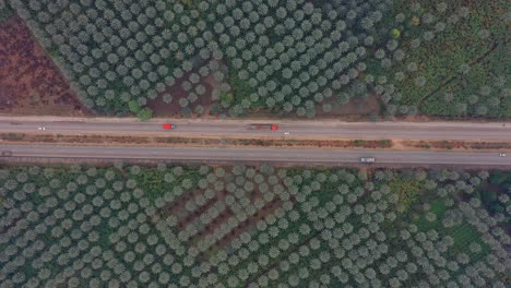 Top-Down-Aerial-View-Of-Date-Palm-Plantation-With-Highway-Running-Through-Middle-Of-It-In-Khairpur