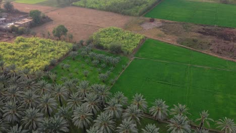 Aerial-drone-video-of-palm-oil-plantation-and-tropical-rainforest-in-khairpur-sindh-Pakistan