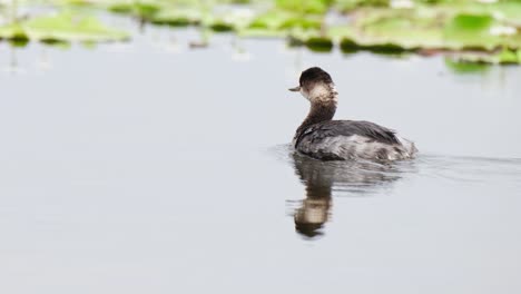 Black-necked-Grebe-Podiceps-nigricollis-seen-going-to-the-left-while-looking-around,-Bueng-Boraphet-Lake,-Nakhon-Sawan,-Thailand