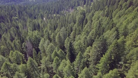 Drone-fly-over-pines-forest