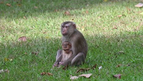 Northern-Pig-tailed-Macaque-Macaca-leonina,-a-mother-keeping-its-child-very-close-to-her-not-to-go-away-saving-it-from-predators-lurking-around,-Thailand