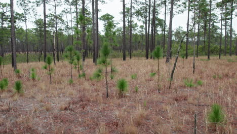 Drone-shot-rotating-in-a-longleaf-pine-forest-in-the-winter