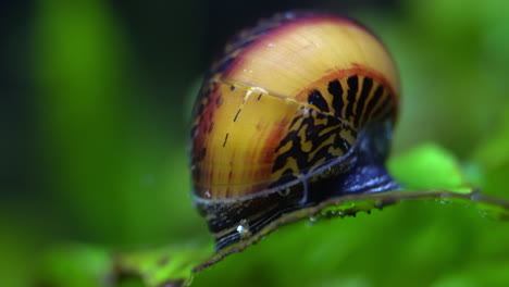 Eine-Nerit-Rennschnecke-Sucht-Nach-Futter-Auf-Einer-Wasserpflanze